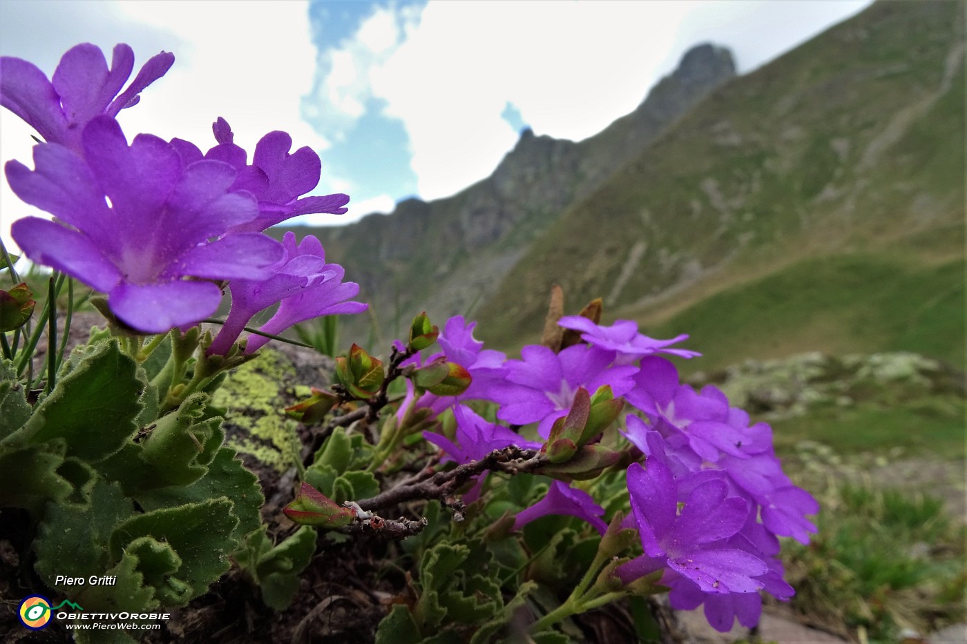79  Primula irsuta (Primula hirsuta) sul Monte Avaro.JPG